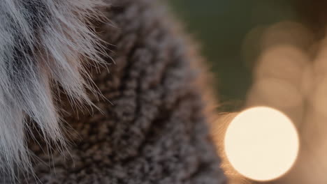 close-up of koala fur