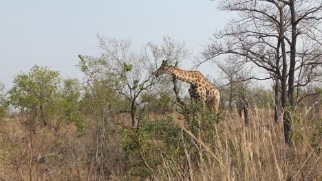 la jirafa se encuentra entre los árboles de la sabana africana y come las hojas