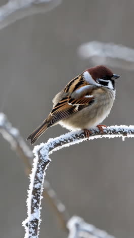 sparrow perched on a frost-covered branch in winter