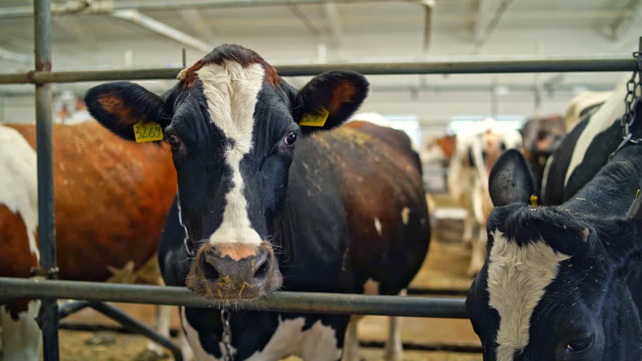 Dairy cows in the cowshed. Row of beautiful cows in a row tied in a stall. Farming concept of livestock in a modern farm background.