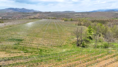 Vineyard-recently-planted-on-a-field-with-new-vines