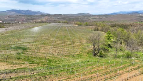 Viñedo-Recién-Plantado-En-Un-Campo-Con-Vides-Nuevas