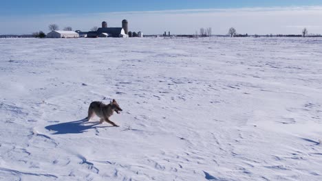 Coyote-Corriendo-A-Través-De-La-Nieve-En-Polvo-Profunda-Y-Los-Campos-Para-Sobrevivir-Al-Frío-Invierno