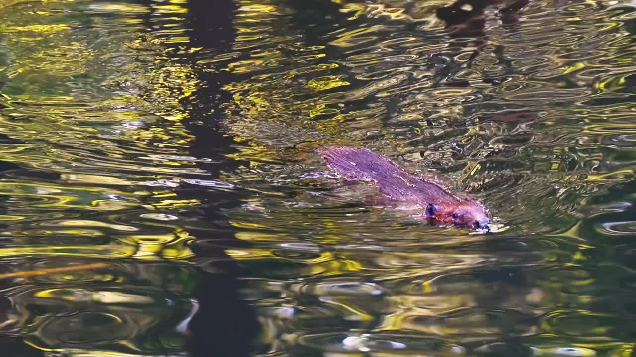 Beeindruckende Nahaufnahme eines braunen Bibers, der in seinem natürlichen Lebensraum schwimmt.