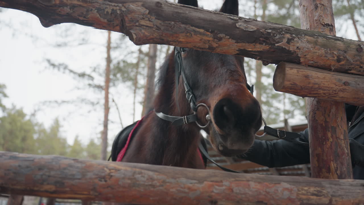 Любопытная лошадь заглядывает через деревенский забор: лошадь смотрит сквозь бревна на заснеженный сосновый лес, кроткая лошадь в узде осматривает зимний лесной пейзаж за обветренным деревянным забором.