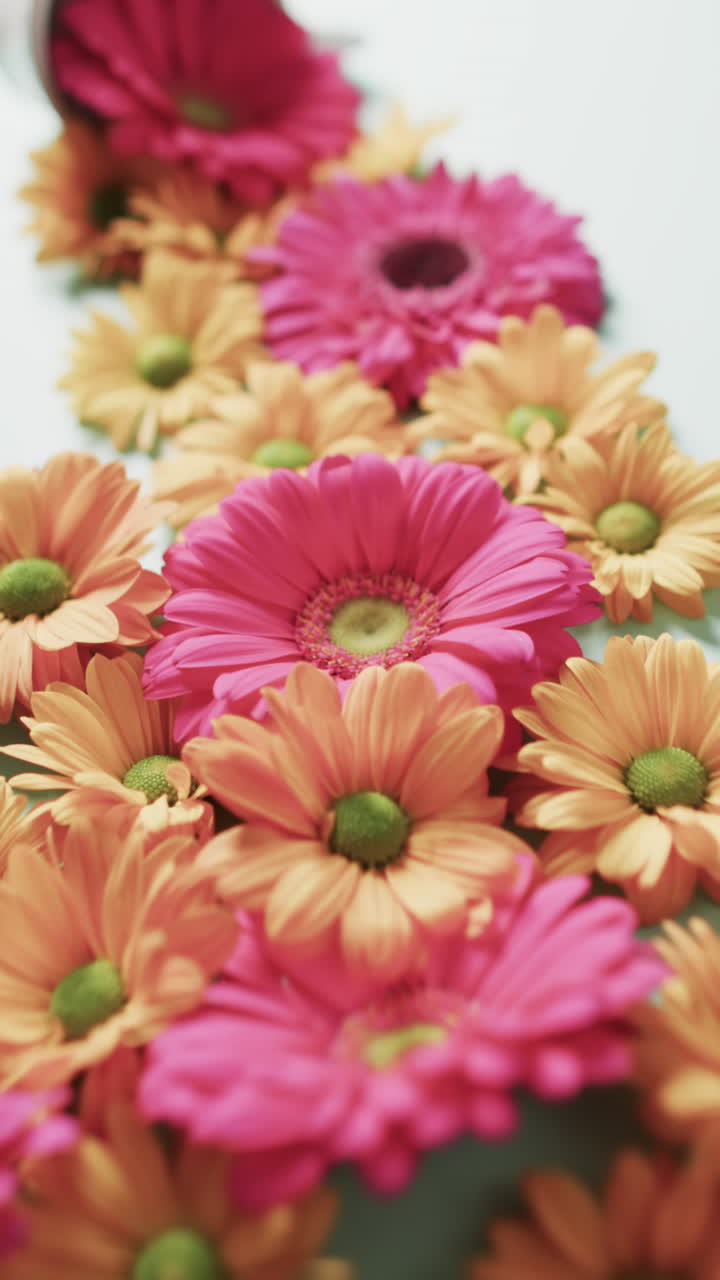 Video vertical de flores rosas y naranjas con espacio para texto sobre fondo blanco
