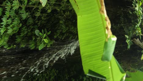 slow motion pan shot of a banana leaf revealing a beautiful waterfall in the middle of the jungle on bali indonesia during a hike