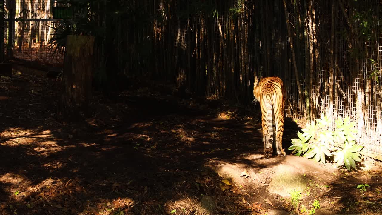 tigre paseando por el recinto del zoológico boscoso