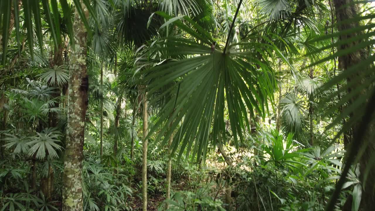 drone volando a través de hojas gruesas y árboles en la jungla tropical caliente