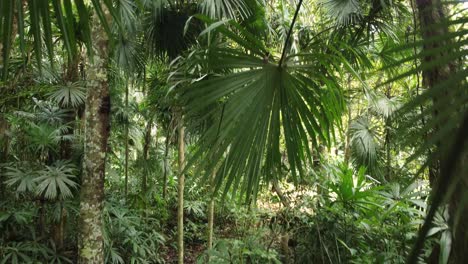 Drone-flying-through-thick-leaves-and-trees-in-hot-tropical-jungle