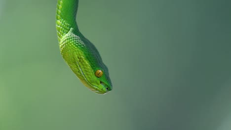 La-Víbora-De-Labios-Blancos-Es-Una-Víbora-Venenosa-Endémica-Del-Sudeste-Asiático-Y-A-Menudo-Se-Encuentra-Durante-La-Noche-Esperando-En-Una-Rama-O-Rama-De-Un-árbol-Cerca-De-Un-Cuerpo-De-Agua-Con-Muchos-Alimentos