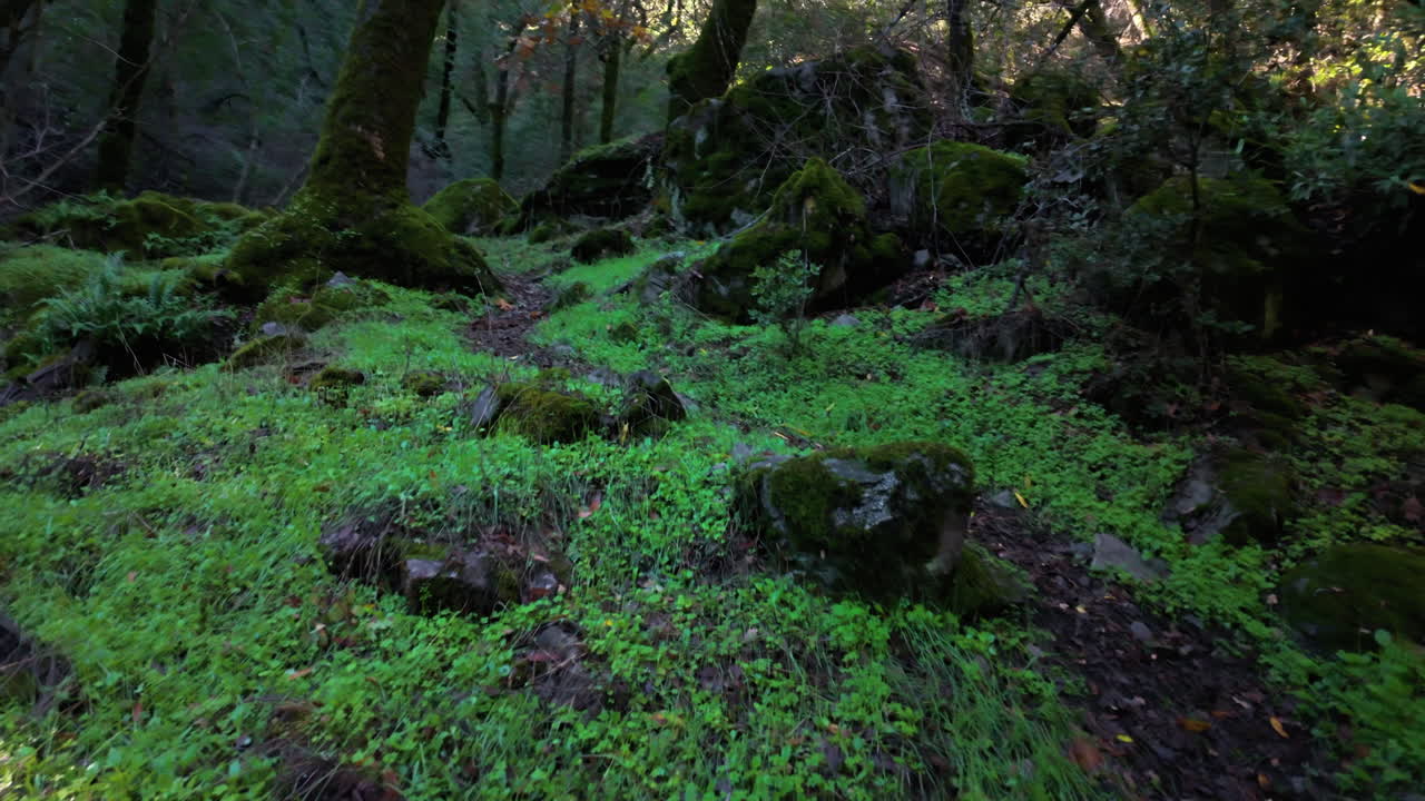 Passeggiata in prima persona lungo un sentiero forestale verde e umido, mostrando terreno coperto di muschio, radici di alberi e fitta vegetazione in un ambiente boschivo naturale.