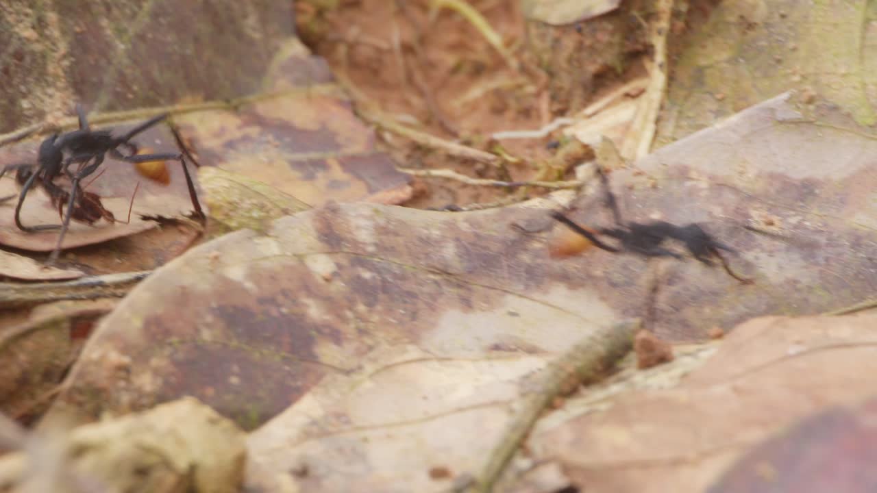 Army ants move on the forest floor one of them carries a dead ant back to its nest