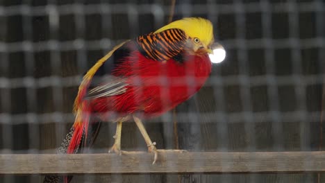 a close-up of a pheasant resting in a cage at a pheasant farm, showing off its intricate plumage and calm demeanor