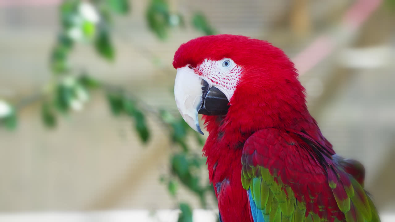 hermoso guacamayo de alas verdes, guacamayo escarlata. foto de cerca de la cabeza
