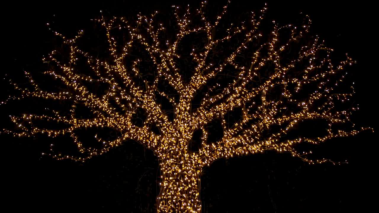 Glowing deciduous tree lighting up after dusk in field, filling center frame with warm white lights