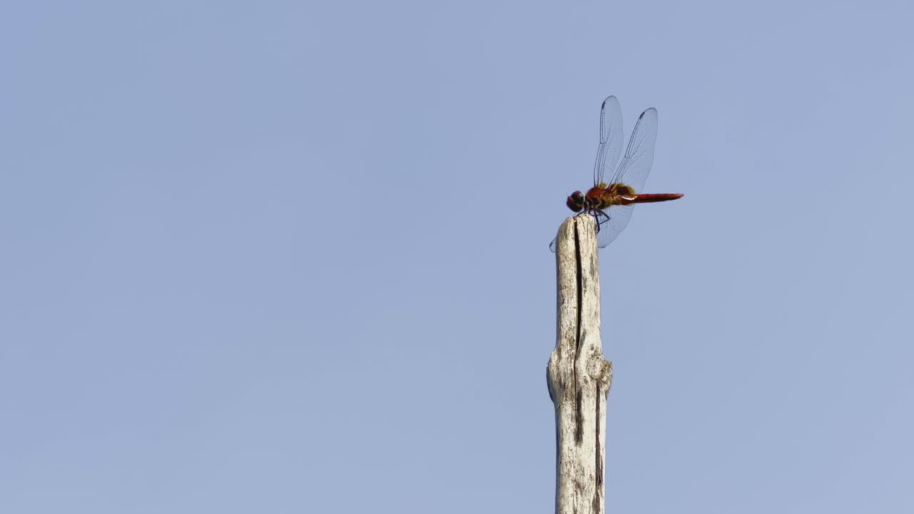 a dragonfly perched on the top of a weathered, light-colored wooden pole. showcasing its large, dark eyes and long, thin body