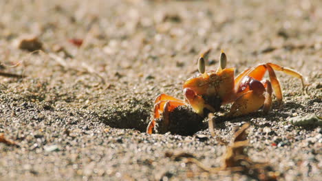 red crab with big eyes pulling sand out of hole