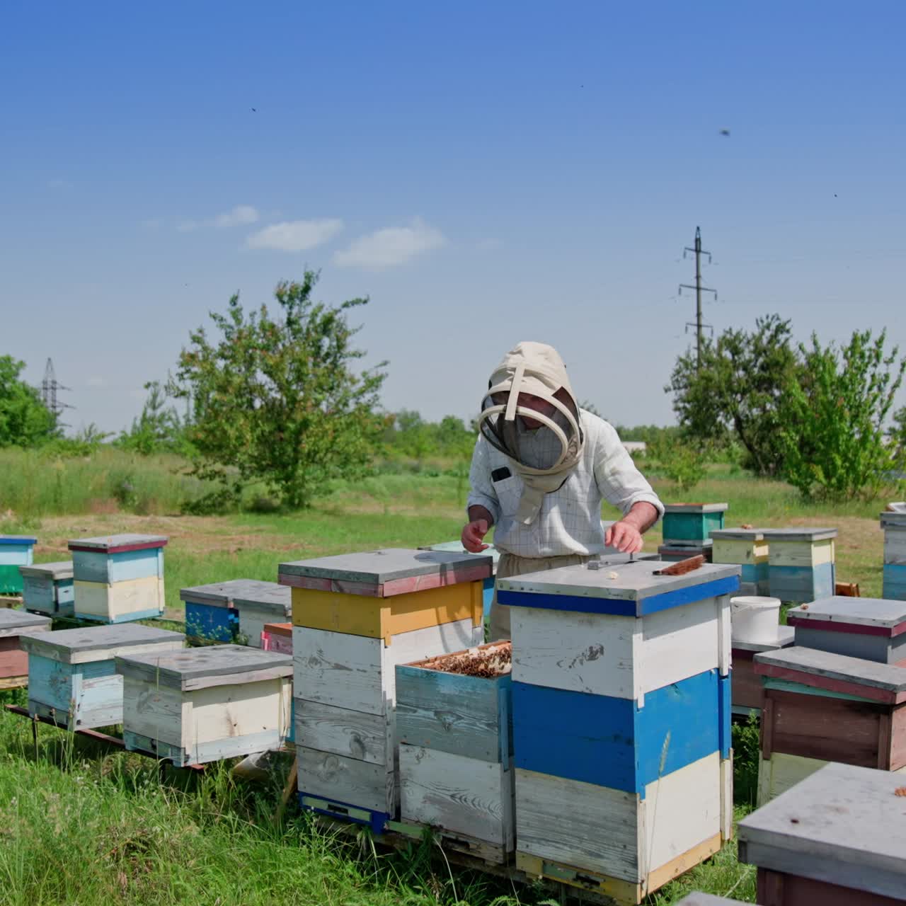 Apiarist working near wooden beehives. Bees flying and carrying honey on the apiary. Bee master in protective hat among hives. Apiculture concept