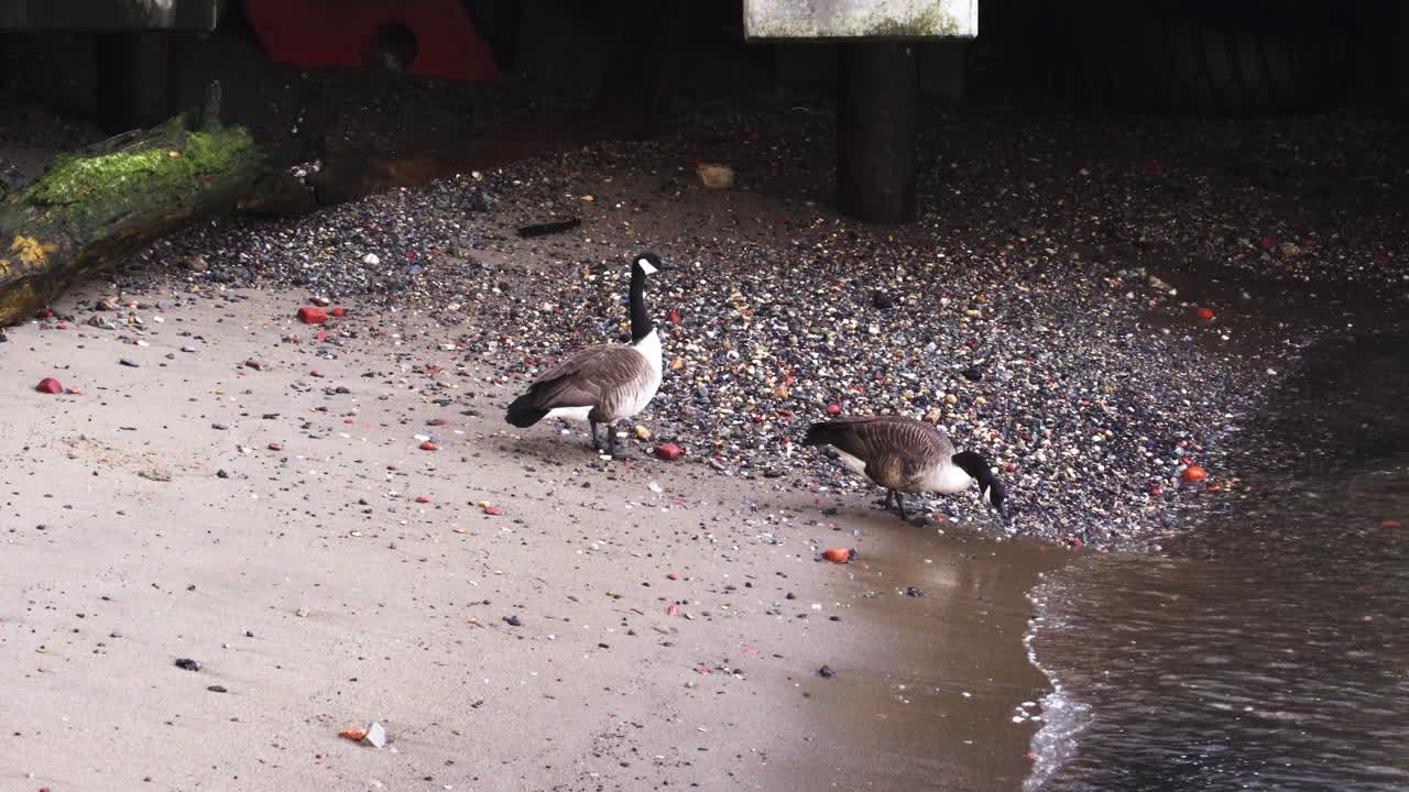 Geese On A Beach And Under A Pier Searching For Food In Brooklyn, New York City