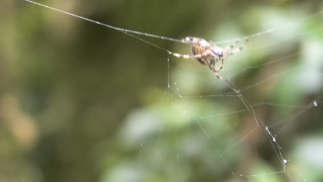 unique spider moving in a spider web with blurred background