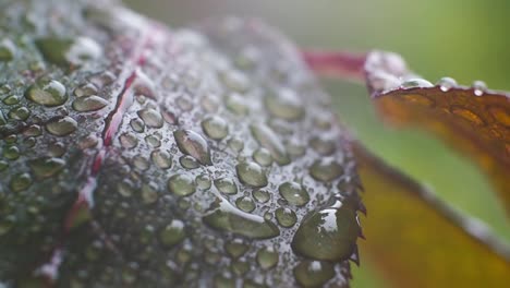 video macro de gotas de agua en hojas de rosa