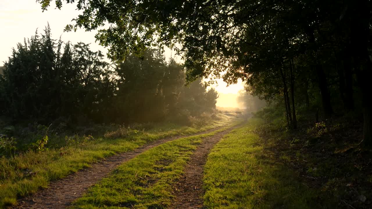 il cammino dell'alba attraverso il bosco