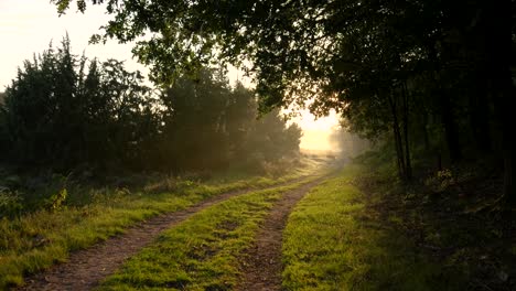 sunrise path through the woods