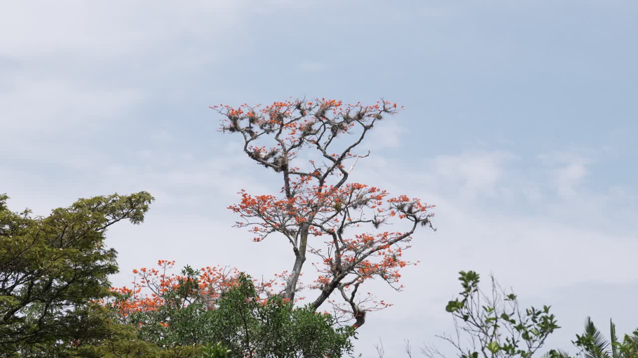 Flowering coral flame tree from the genus Erythrina Colombia forest nature