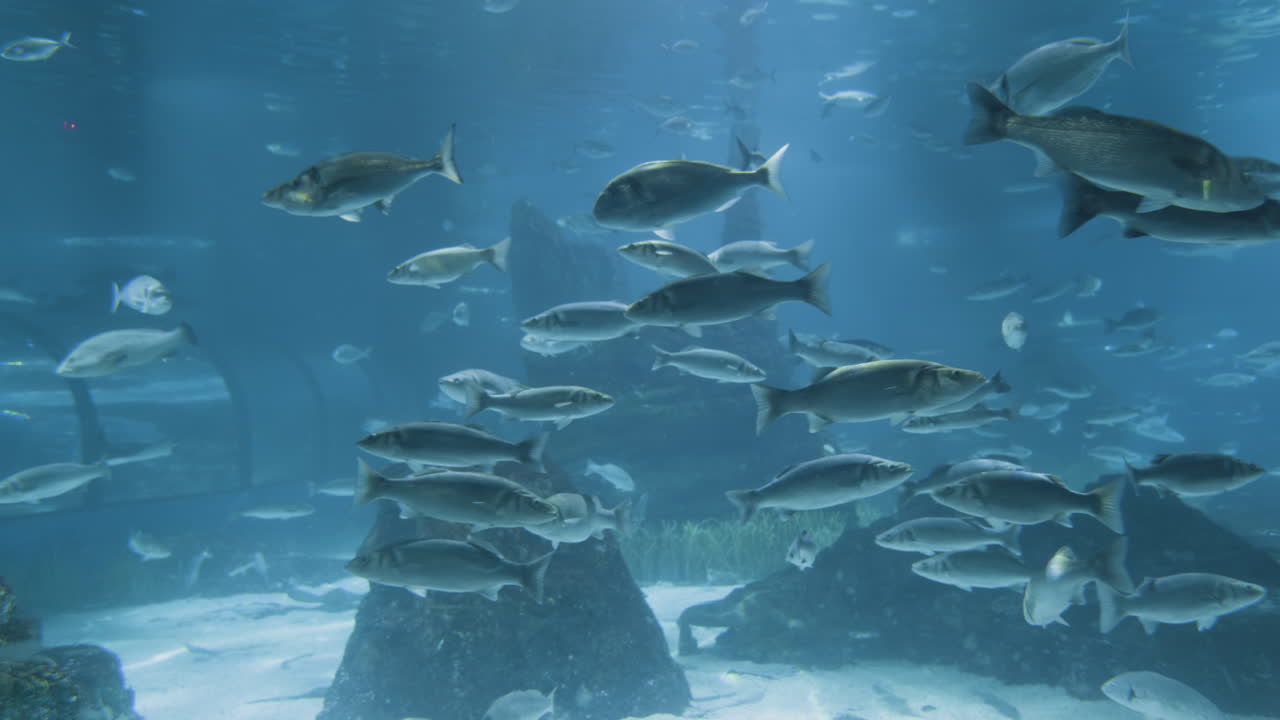grupo de peces en un acuario