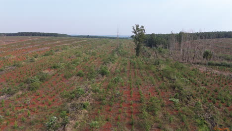 drone flight above small plants, pine plantation, agriculture, growing trees and plants, red sand and cloudy sky, copy space, truck shot to the left