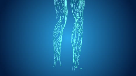human leg vein anatomy