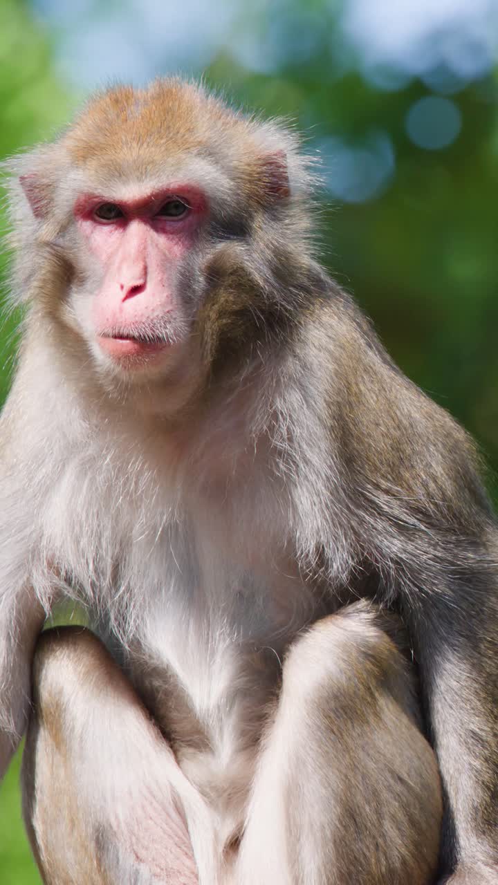 Close-up of a Macaque Monkey Eating and Observing its Surroundings