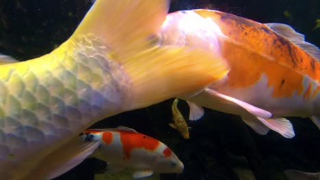 colorful tropical fish in aquarium