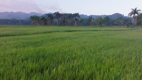 Campos-De-Arroz-Verde,-Sabana-De-La-Mar-En-República-Dominicana