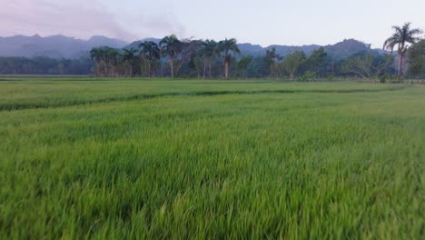 campos de arroz verde, sabana de la mar en república dominicana
