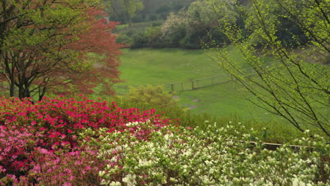 tracking 4k footage of the queen’s flowering azaleas and japanese acer tree foliage, catching the spring sunshine, nestled on the side of the surrey and berkshire hillside, uk