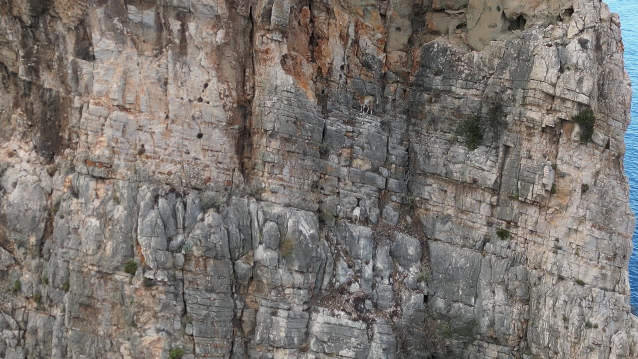 Drone view of wild goats rock climbing up a 128m tall Pedra Longa in Sardinia, Italy.