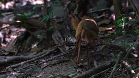 Seen-from-its-back-while-foraging-and-then-goes-away-deep-into-the-forest,-Mouse-deer-Chevrotains,-Thailand