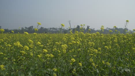 Flores-De-Mostaza-Están-Floreciendo-En-El-Vasto-Campo