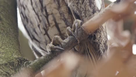 las garras de un búho en una rama