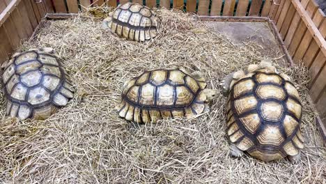 tortoises interact in a straw-filled enclosure