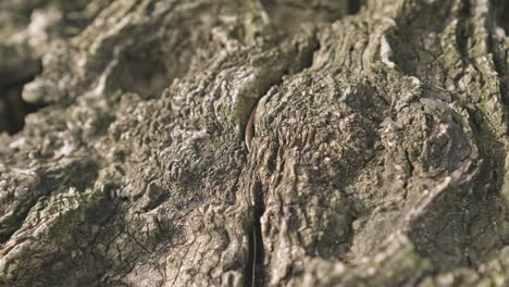 stunning centenary olive tree trunk bark with veins and details in the sunshine of a warm spring day - extremely close up slider right shot