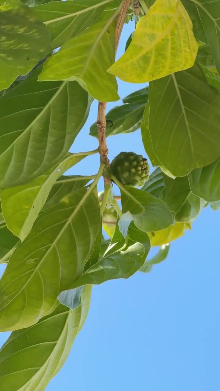Frutto di Noni verde appeso a un ramo d'albero contro il cielo azzurro