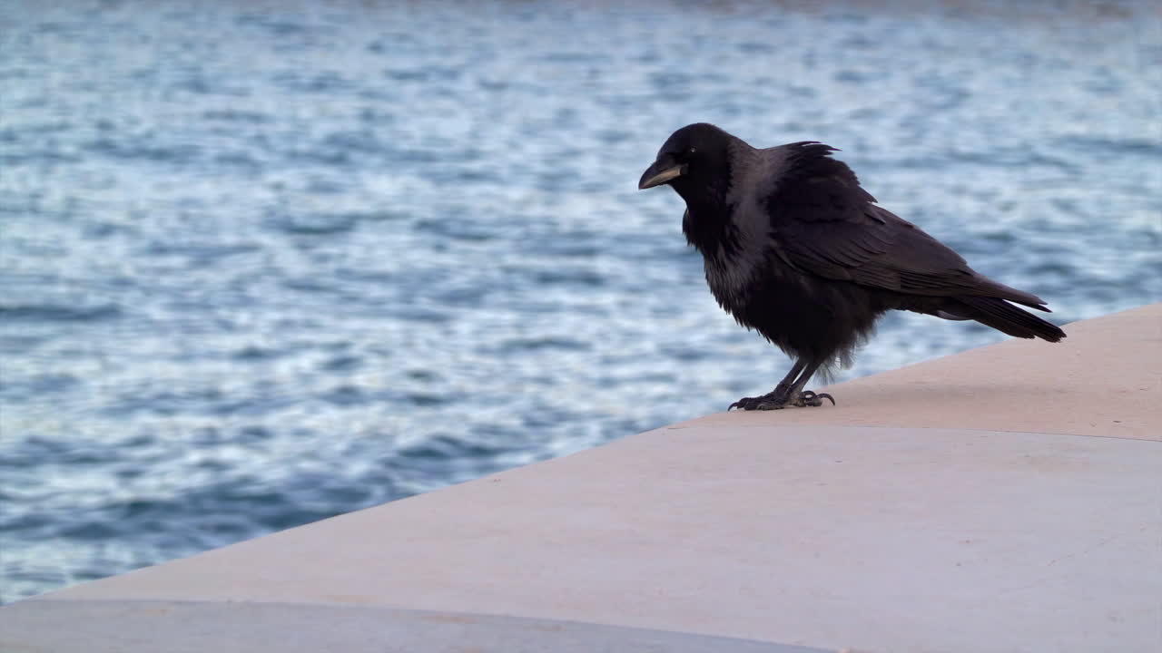 Hooded crow calling on a seaside ledge with rippled blue water in the background