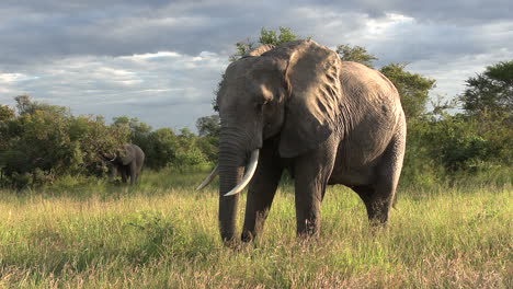 Close-up-of-female-elephant-grazing-at-golden-hour,-stunning-African-landscape