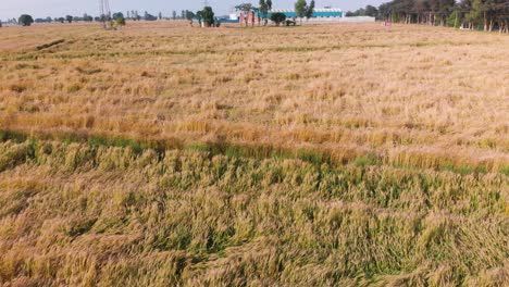 Wheat-crop-damaged-by-storm-in-Punjab,-India