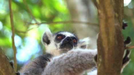 close up shot of an exotic species endemic to island of madagascar, wild ring-tailed lemur, lemur catta with long black and white striped resting and chilling on the fork of the tree, wondering around