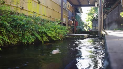 koi fish swimming along street in gujo hachiman, gifu prefecture japan