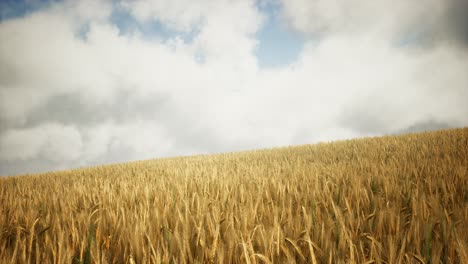 campo de centeno amarillo maduro bajo un hermoso cielo de puesta de sol de verano con nubes